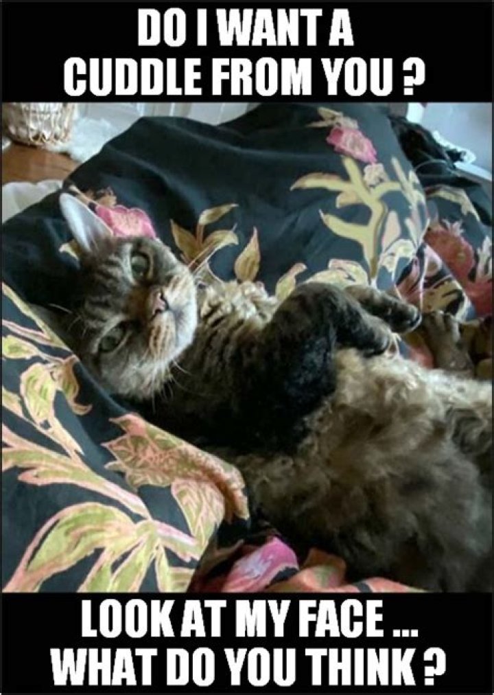 40+ Cutest Cuddle memes for your loved ones