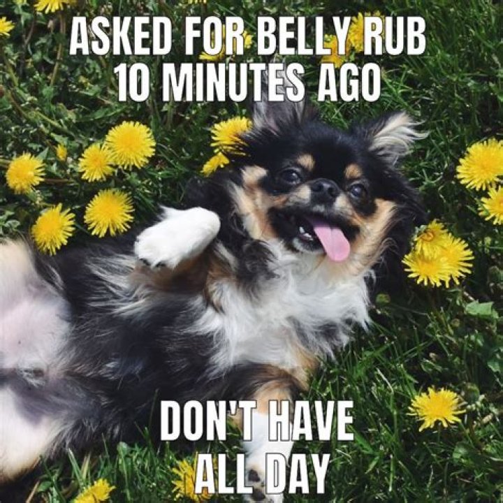 Chihuahua Memes- Funny and lovable at the same time